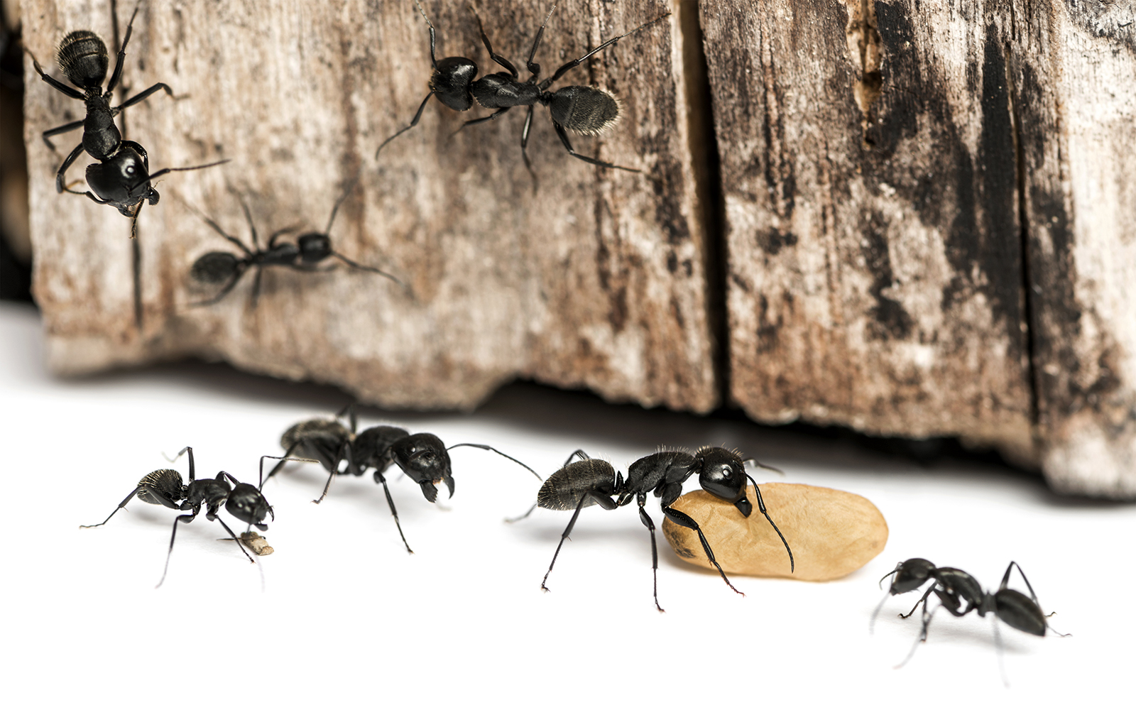 Infestation de fourmis charpentières dans une charpente en bois pour prévenir les dégâts structurels.