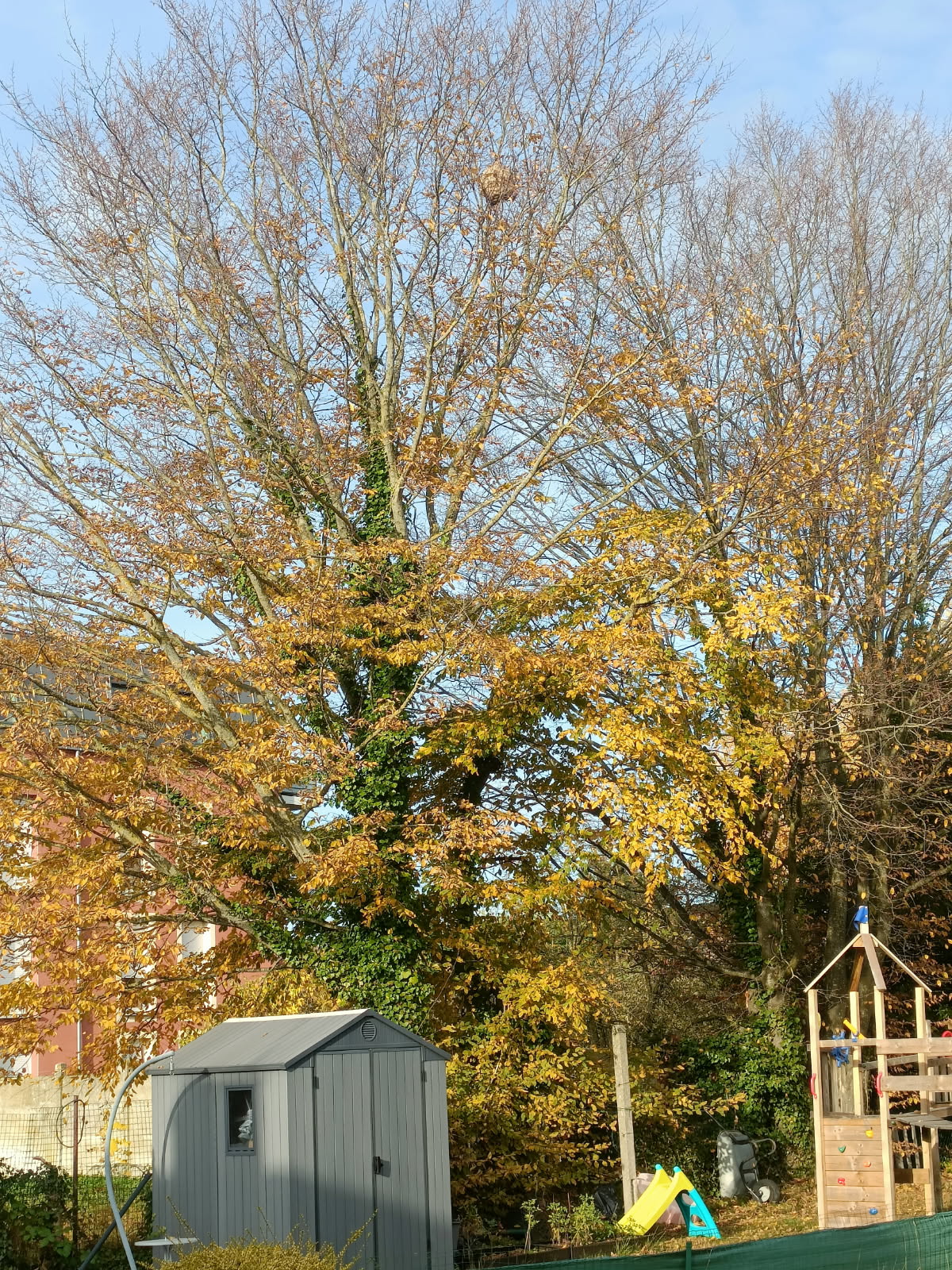 Extermination nid frelons urgence Nord Pas de Calais