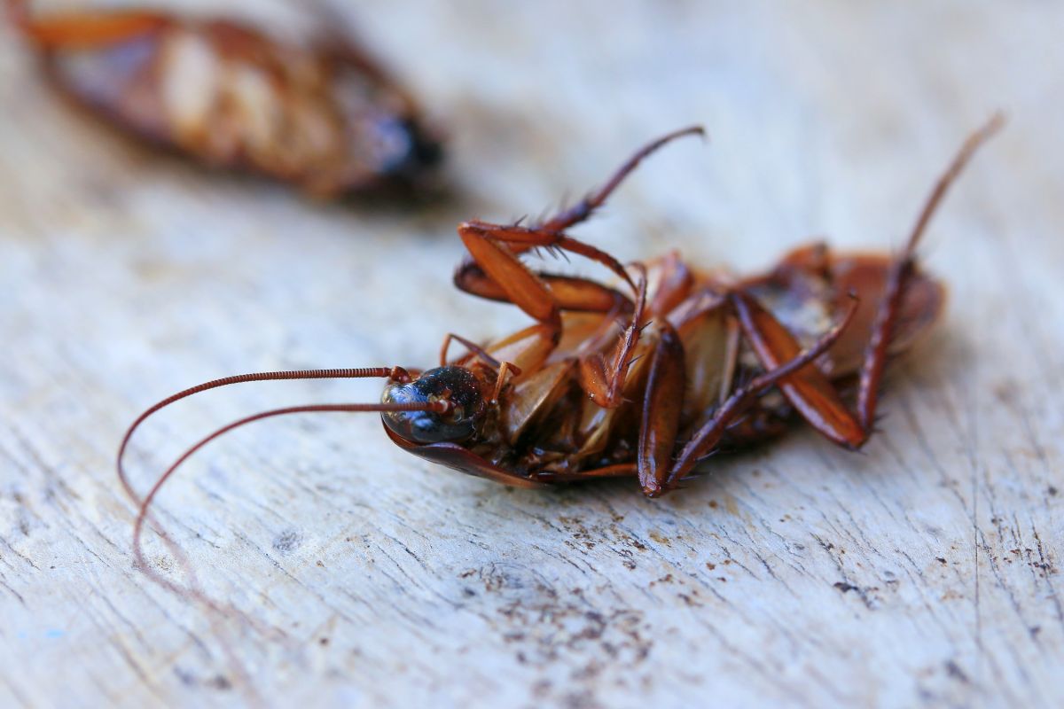 Protocole infestation de cafards