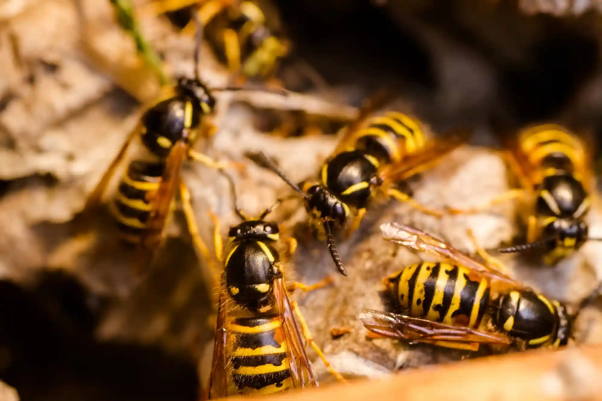 Destruction nid de guepes