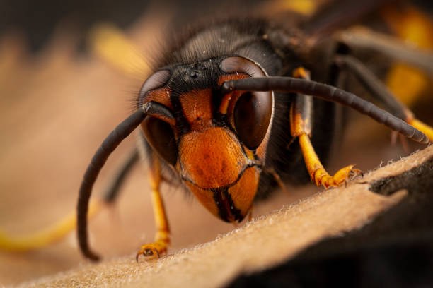 extermination de nid de frelons asiatiques