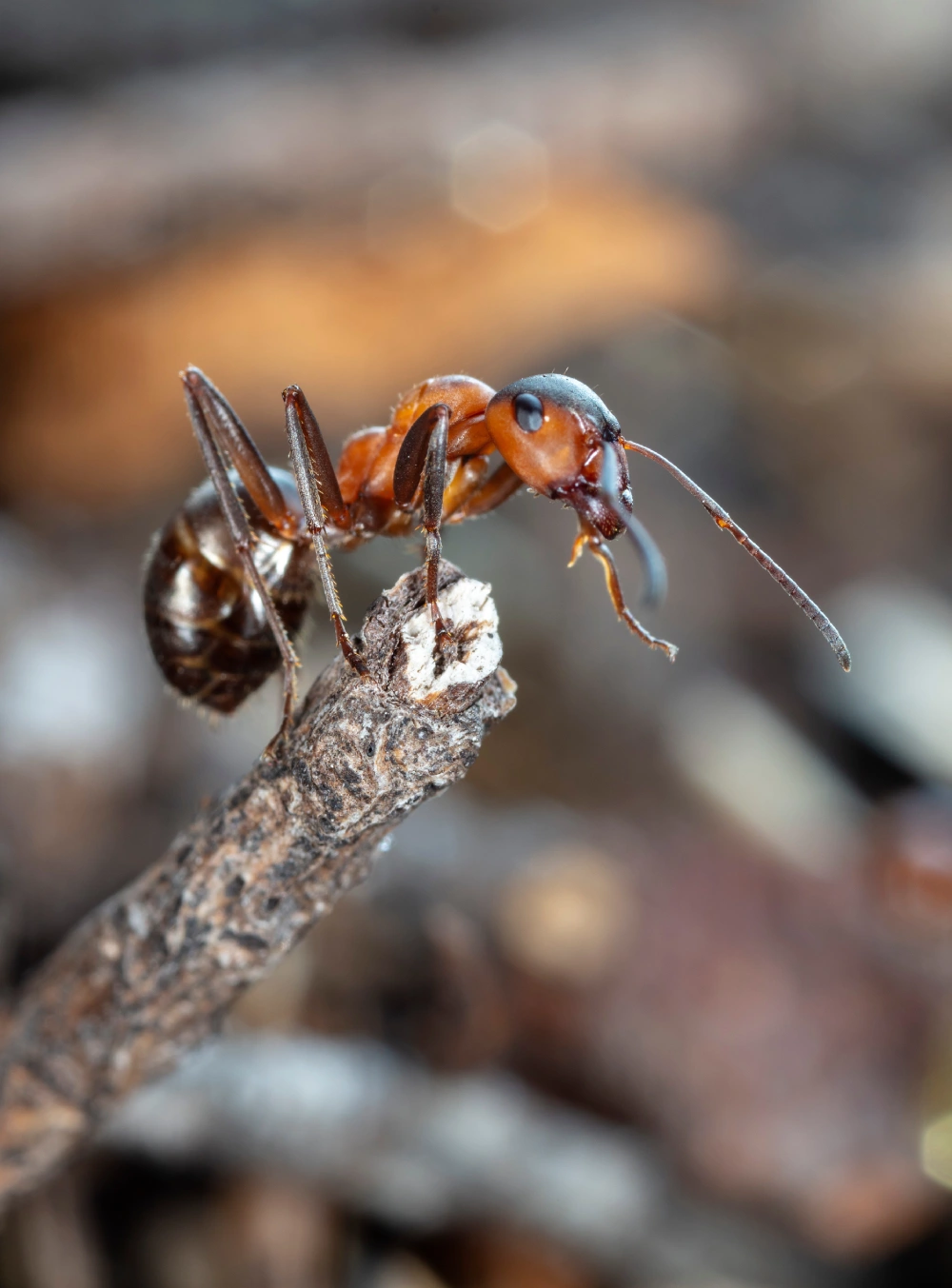 Photo d’un service de traitement anti-fourmis à Lille et Nord-Pas-de-Calais, intervention immédiate.