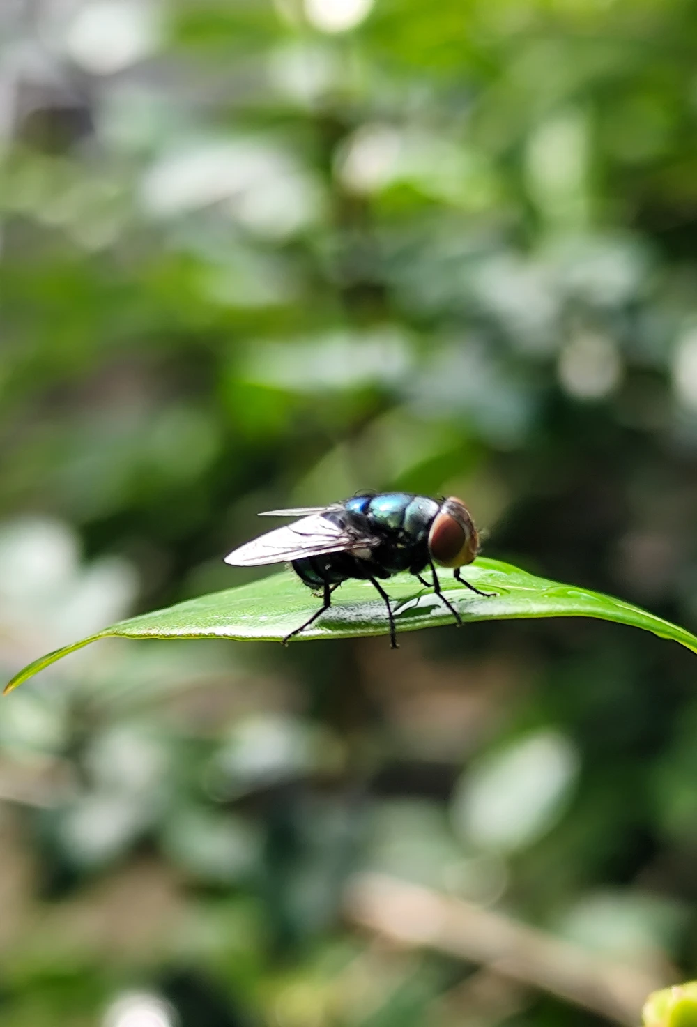 Traitement mouches moustiques Hauts-de-France.