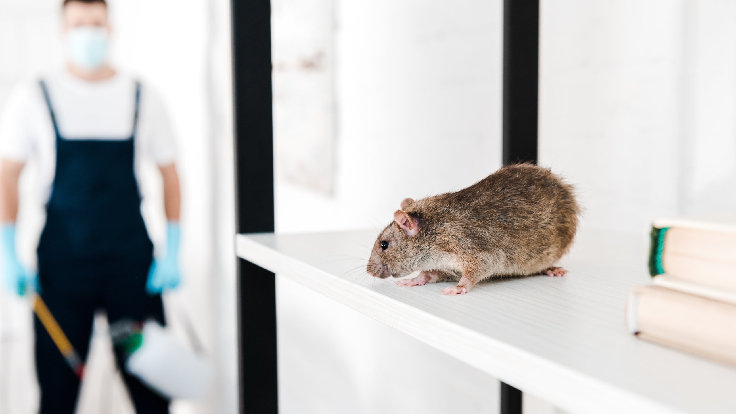 Dératisation Hazebrouck