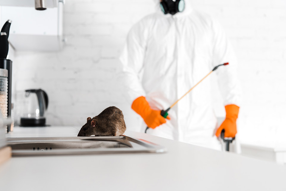 Dératisation Hazebrouck – Expert anti-rats & souris | Hygiène Protection Service 3D