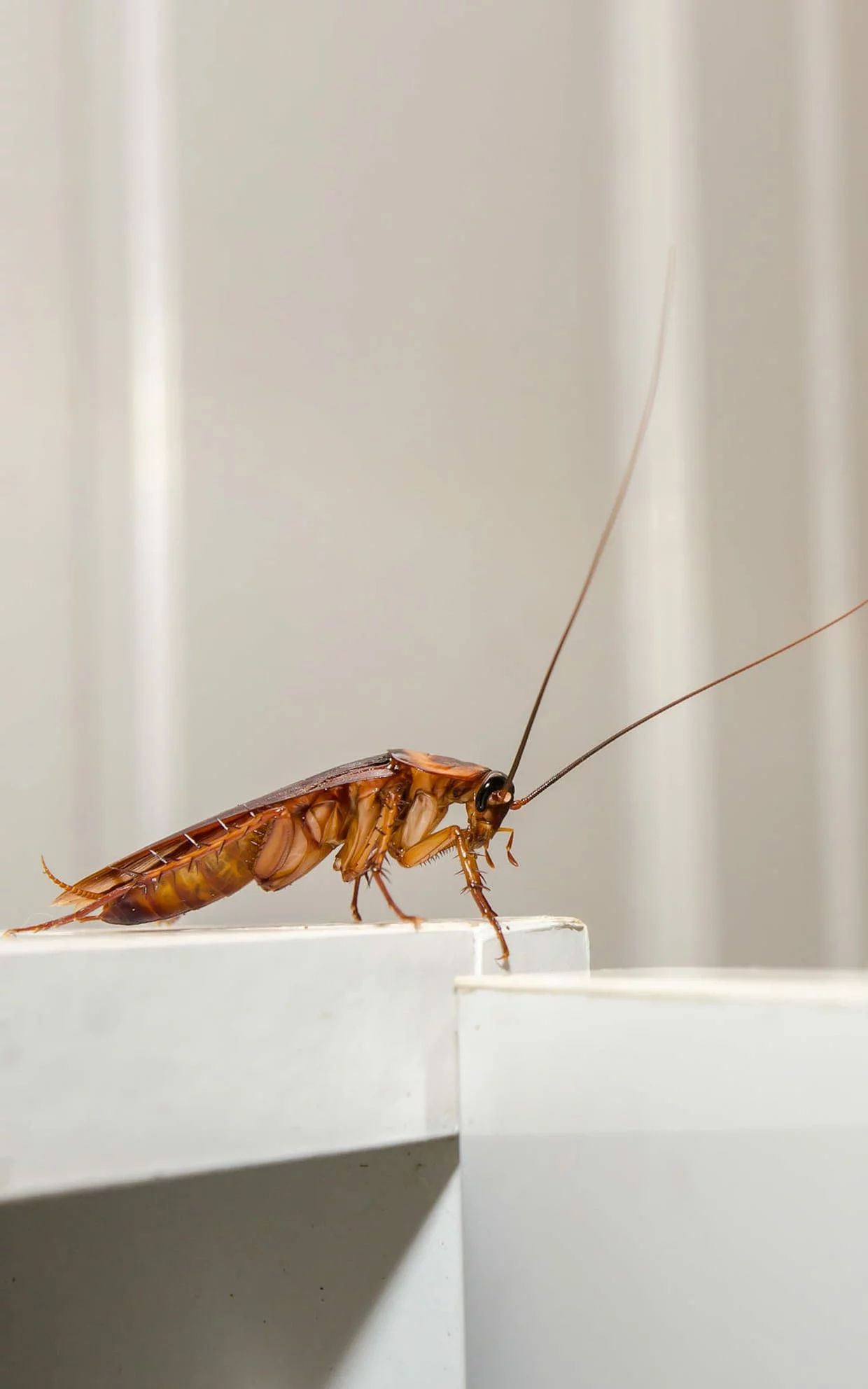 Eliminez cafards blattes Lille nord devis gratuit