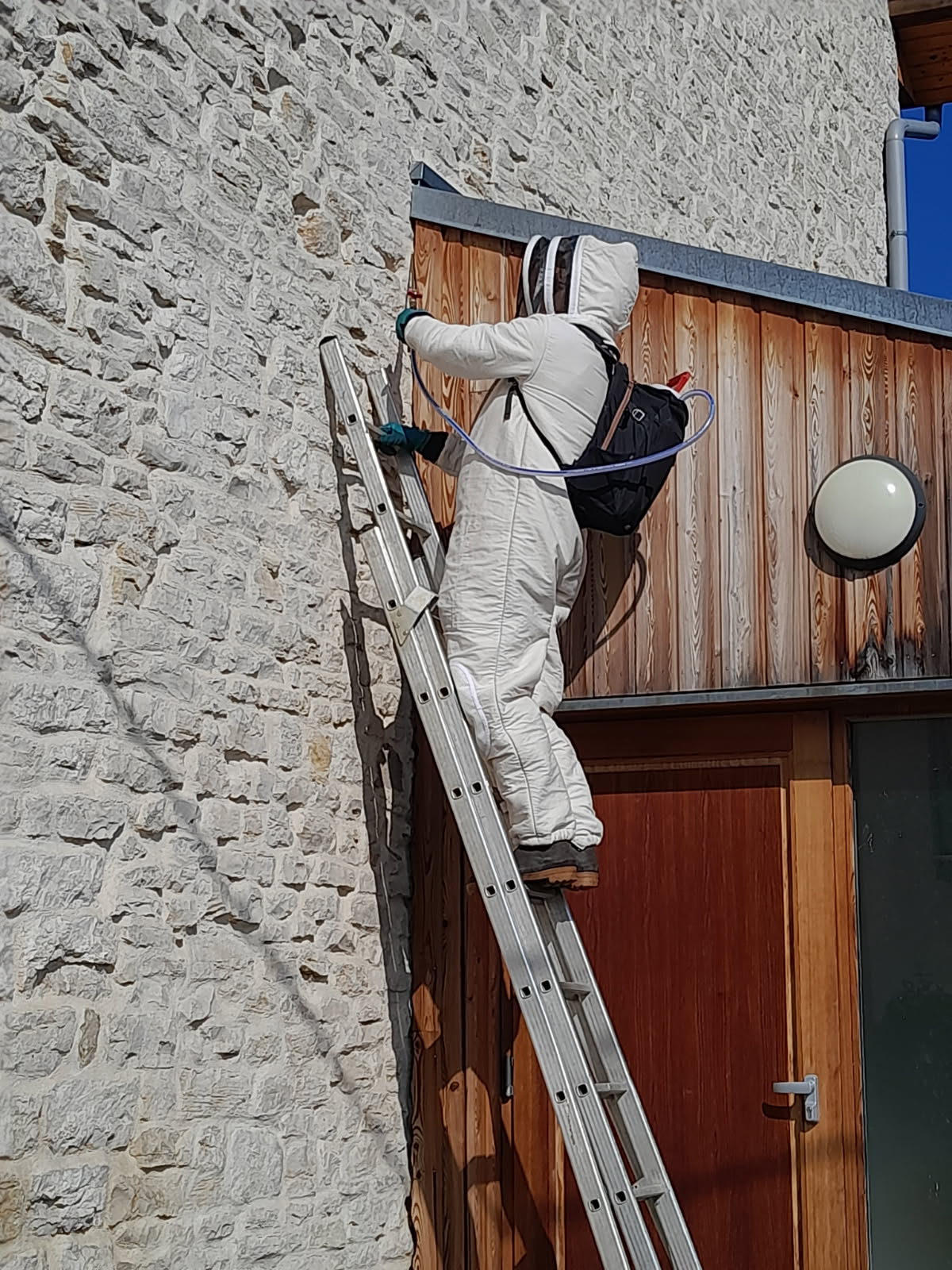 Nid de frelon asiatique suspendu dans un arbre