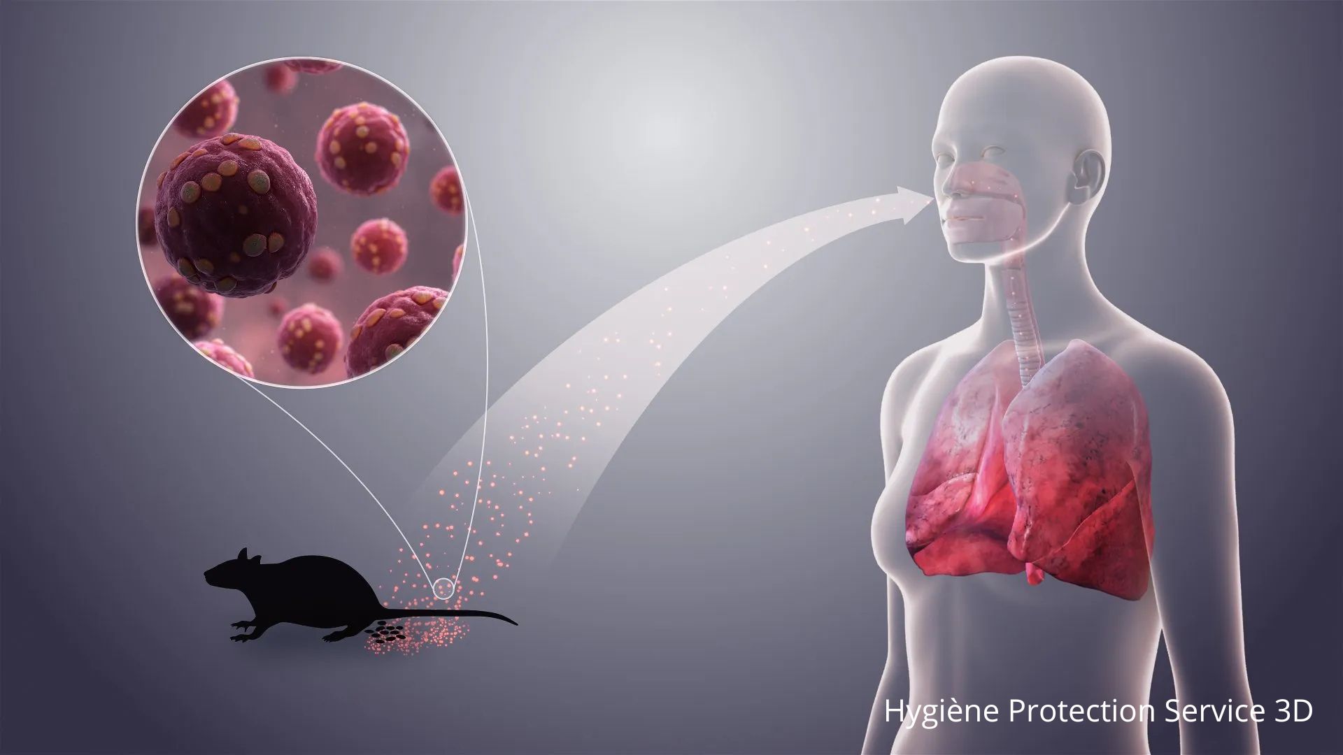 Dératisation agréé à Lille et Hauts de France