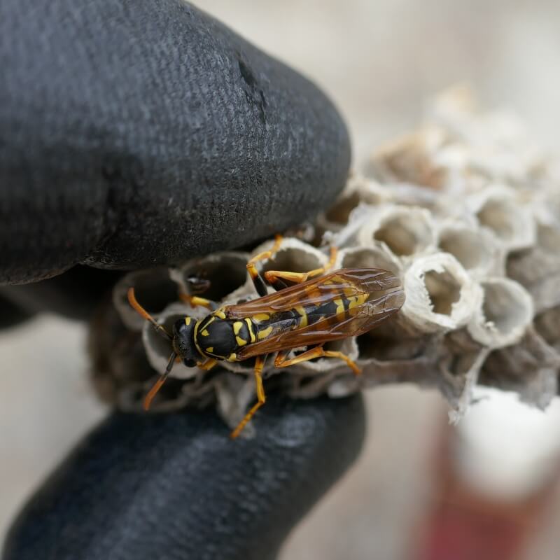 Destruction nid de guêpes et frelon asiatique Hauts de France