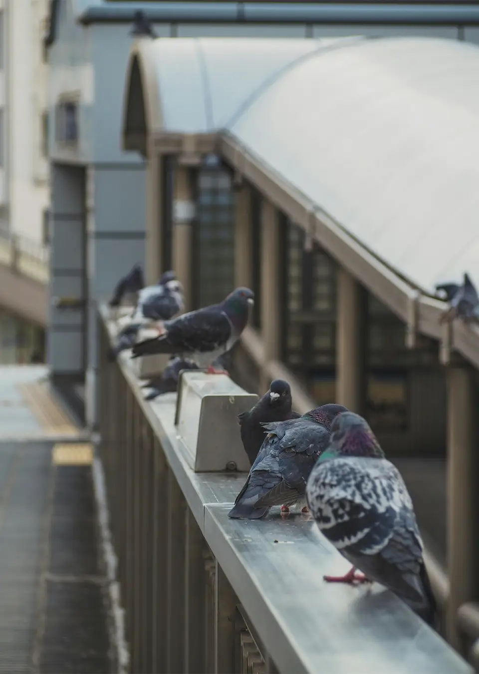 Image représentant un service professionnel de dépigeonnage à Lille et Hauts-de-France, expert en lutte contre les pigeons.