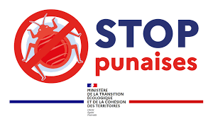 Désinsectisation de punaises de lit Lille et Hauts de France