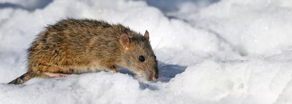 Prévention rats hiver, conseils anti-rongeurs.
