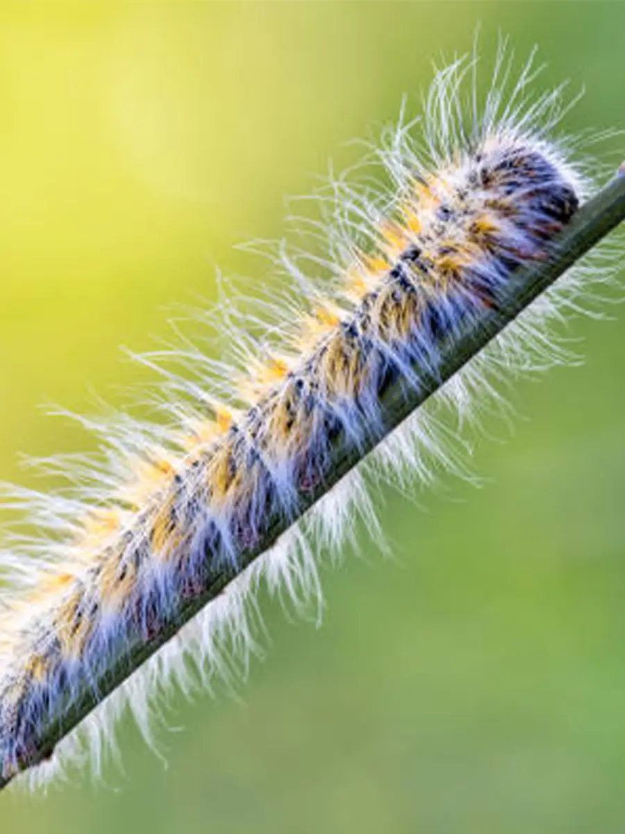 Désinsectisation de chenille agréé à Lille et Hauts de France