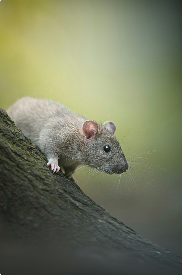 Indices de présence de souris dans une habitation