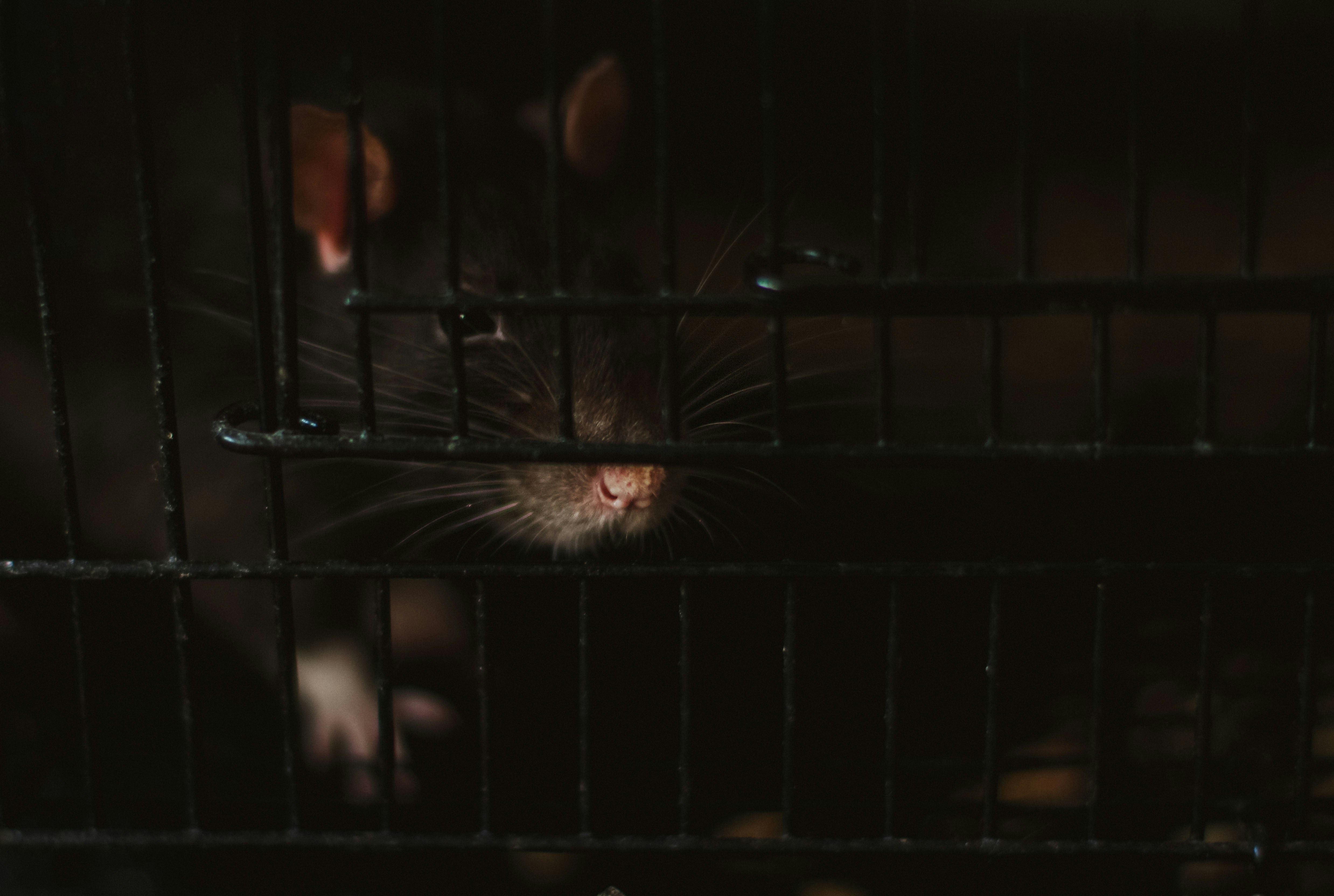 Rat sur une toiture, signe d’infestation de rongeurs nécessitant une dératisation professionnelle.