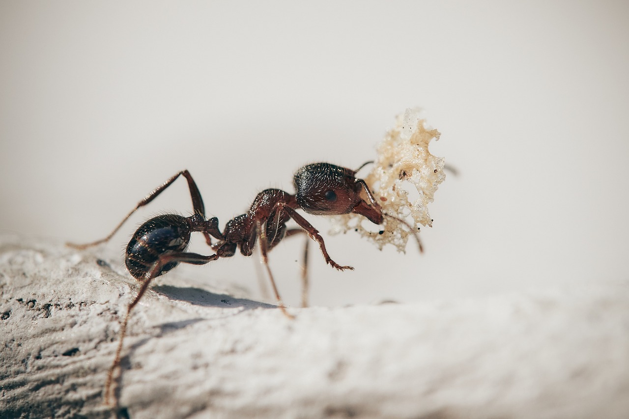 Infestation de fourmis dans une maison