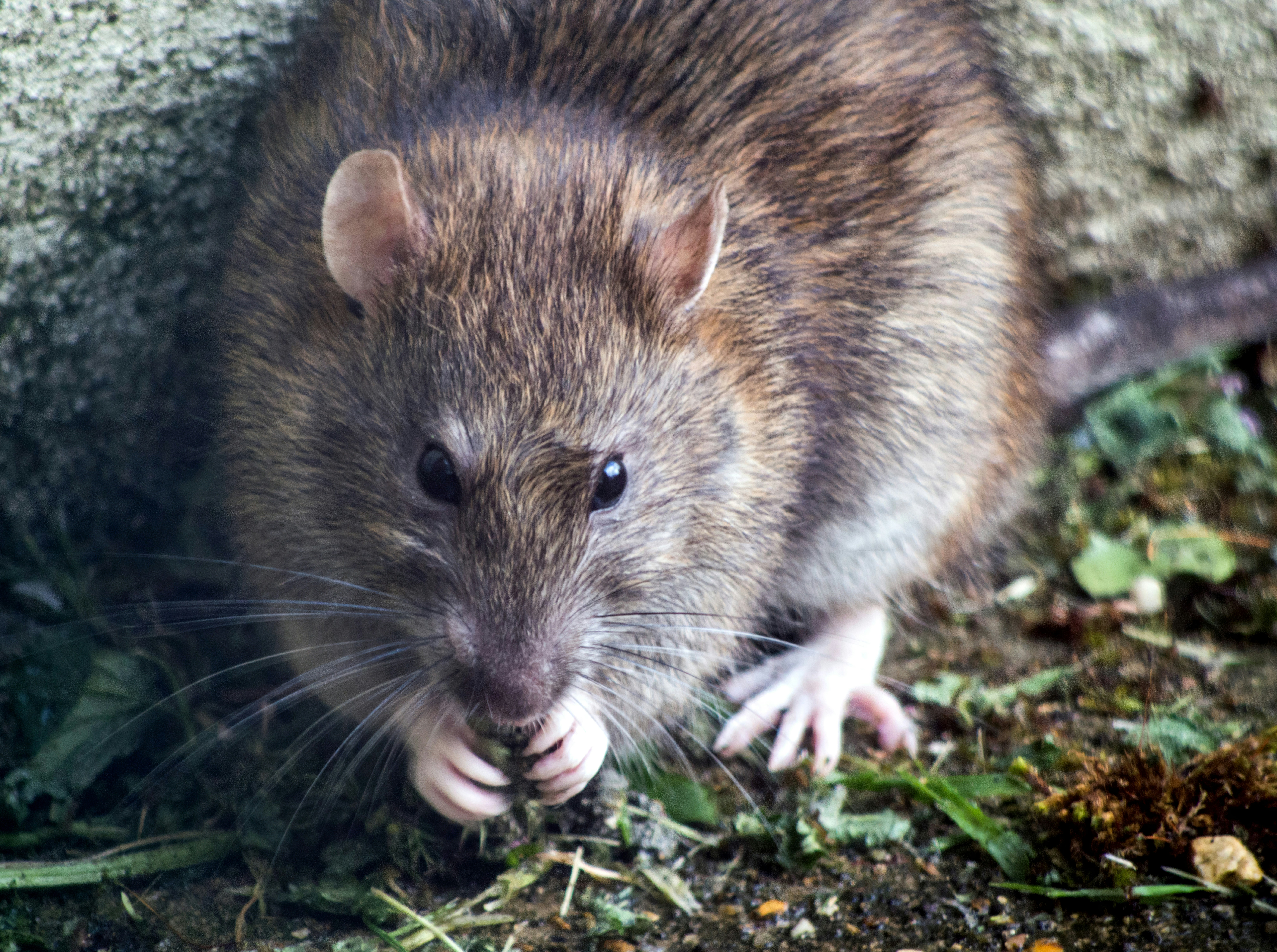 Piège anti‑rongeurs posé au sol pour éliminer rats et souris dans un environnement domestique
