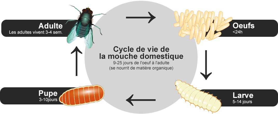 Désinsctisation asticots
