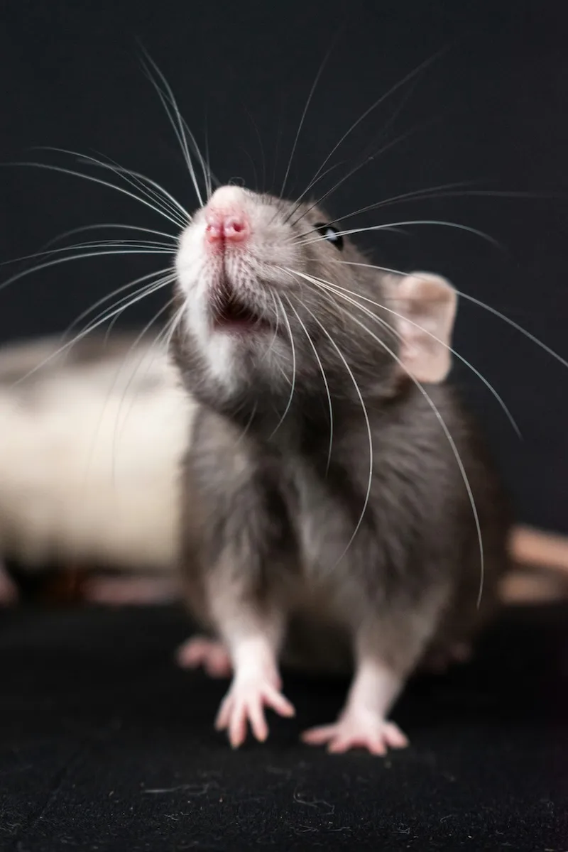Prévention et dératisation contre les infestations de rats et souris.