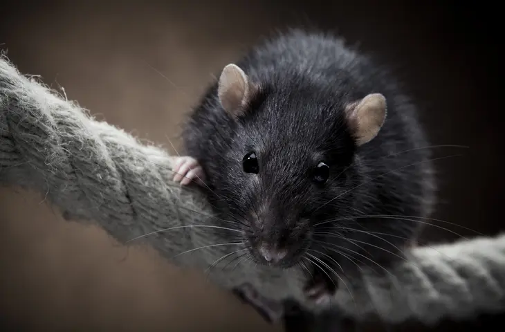 Dératisation Lille – Expert anti-rats & souris | Hygiène Protection Service 3D
