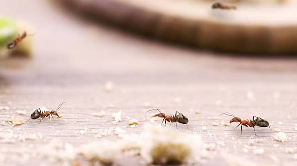 fourmis dans la cuisine