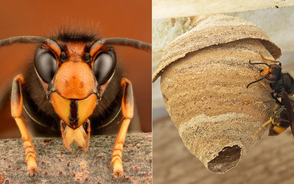 Nid de frelons asiatiques avant destruction par un expert certifié à Tourcoing.